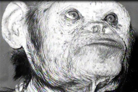 humanzee-1